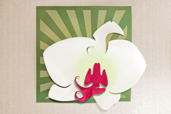 Orchid Art: The Living Mastery of Cultivating Nature's Most Elegant Blooms